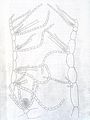 Gontrania lubrica1